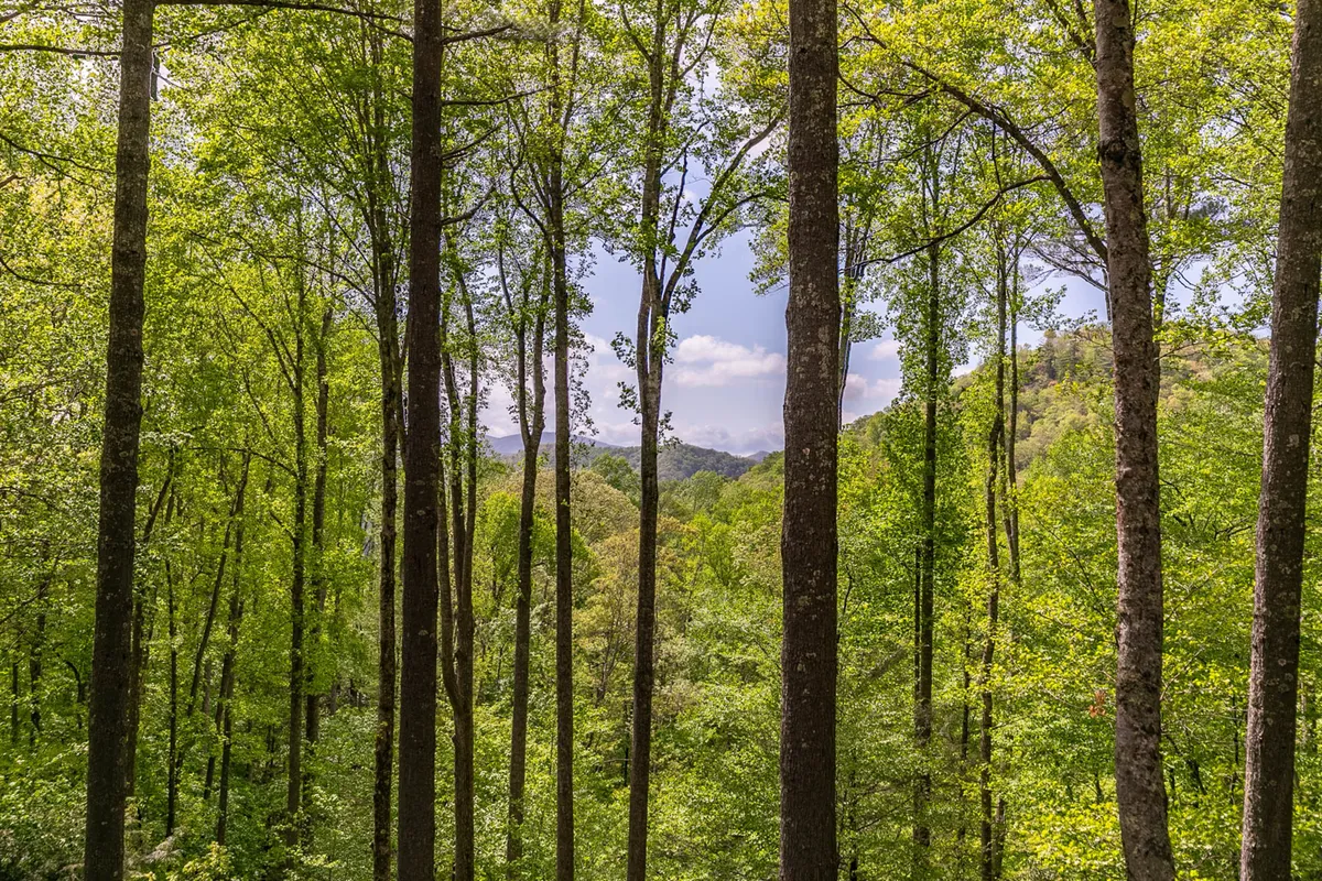 A scenic view of tall trees and distant mountains, embodying the serene natural backdrop of the property. The image captures the sense of openness and the majestic mountain location.